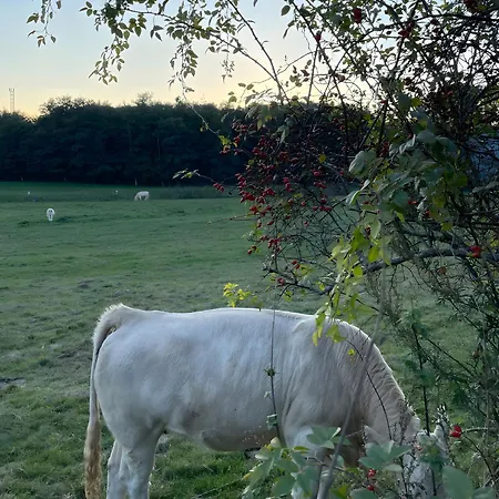 Mohnrot - Fulgenhaus *